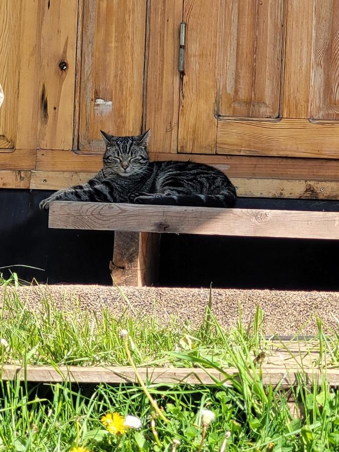Hotel Slapen Tussen De Ezels In De Yurt Aarschot Zewnętrze zdjęcie